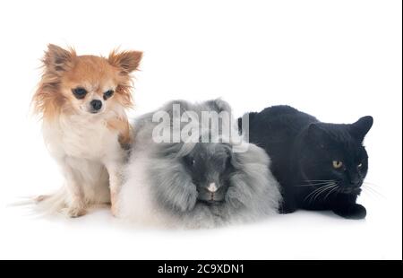 English Angora, cat and chihuahua in front of white background Stock Photo