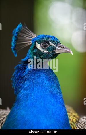 Head shot of a peacock portrait on blurred background Stock Photo