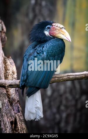 Papuan Hornbill, Blyth's hornbill (Rhyticeros plicatus). Beautiful jungle hornbill, wildlife scene of nature