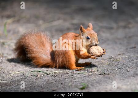 Cute red squirrel with long pointed ears eats a nut in autumn forerst Stock Photo