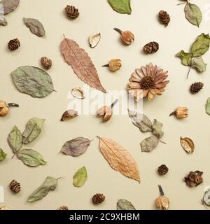 Autumn dry leaves on khaki brown background. flat lay, top view Stock Photo