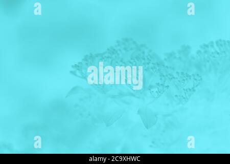 Blue turquoise blurred background with floral pattern Stock Photo