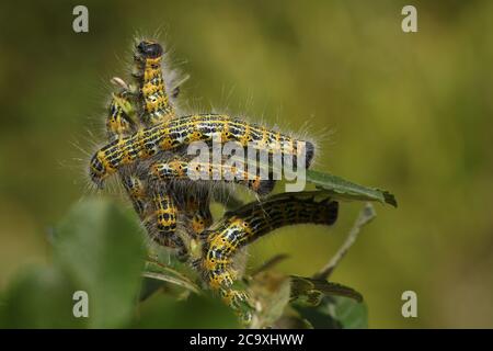 A number of Buff-tip Moth Caterpillar, Phalera bucephala, feeding on Willow Tree leaves in woodland. Stock Photo