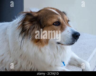 are greek shepherd noisy