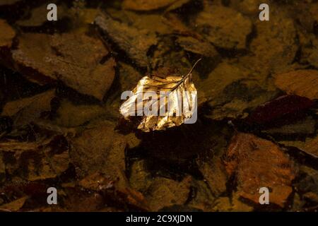 Floating leaf reflects shimmering water ripples in soft sunlight during a tranquil afternoon Stock Photo