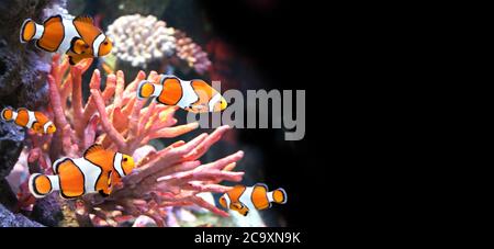 Sea coral and clown fish in marine aquarium. Isolated on black background. Horizontal banner with tropical fish. Copy space for text. Mock up template Stock Photo