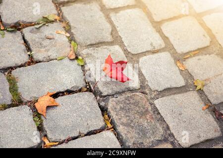 Autumn fallen leaves on paving stones Stock Photo