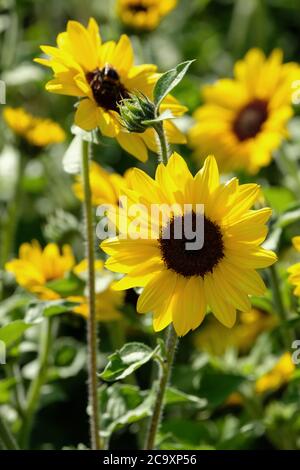 Helianthus 'Sunblast'. Syngenta Flowers. Sunflower 'Sunblast'. Pot plant sunflower Stock Photo