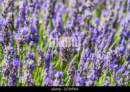 Lavender flowers on lavender field - closeup with selective focus Stock Photo