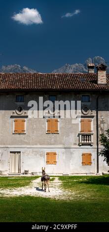 Vertical view of a rural house. Clear sky with clouds and mountains. Facade with closed windows and door. A donkey in the center of the courtyard Stock Photo