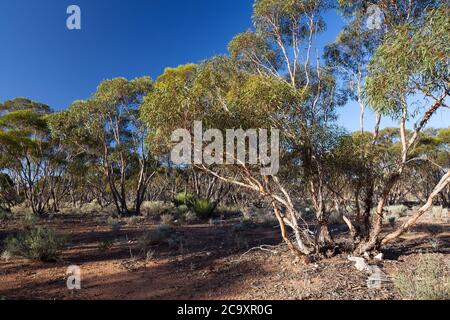 Mallee Trees (Eucalyptus sp.). April 2012. Entwood Sanctuary. Sandleton. Murraylands. South Australia. Australia. Stock Photo