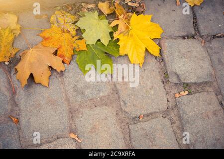 Autumn fallen leaves on paving stones Stock Photo