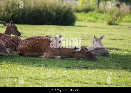 Female fallow deer (Dama dama) napping in the shade on a warm summer day Stock Photo