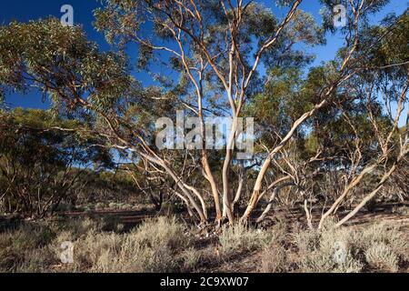 Mallee Trees (Eucalyptus sp.). April 2012. Entwood Sanctuary. Sandleton. Murraylands. South Australia. Australia. Stock Photo