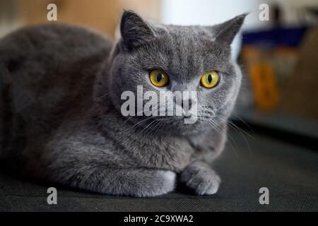 Close-up of a cute gray-blue British shorthair pet cat Stock Photo