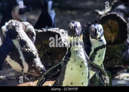 group of African penguins in wildlife park Stock Photo