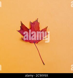 Red maple leaf isolated on yellow background. Stock Photo