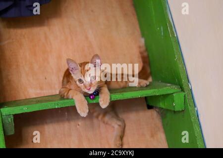 The orange cat is relaxing on the stairs Stock Photo