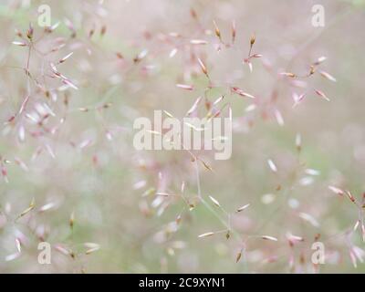 Close-up of the seed heads of Osos Halls Panicum. Field of wild grass in the summer. Selective focus on the foreground. Shallow depth of field, blurre Stock Photo