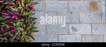 Beautiful background of closeup gray marble floor with green purple flowers on the left. With copy space ideal for use in the design or wallpaper Stock Photo