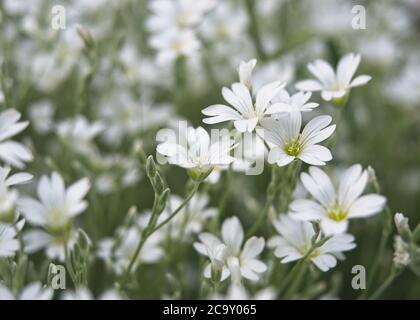 Field chickweed or mouse-ear blooming in the spring. Close-up of little white flowers growing in large groups. Cerastium arvense. Blurred background. Stock Photo