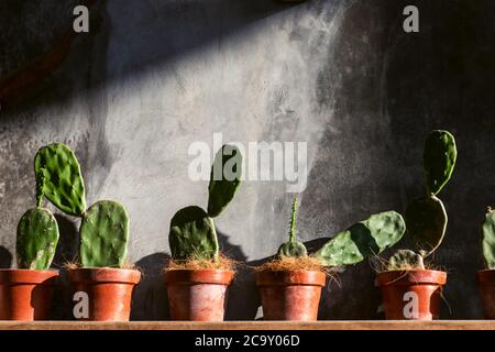 Green cactuses in orange pots on wooden shelf on background of gray shabby concrete wall. Trendy interior design with plants. Hipster trendy style in cafe. Stock Photo