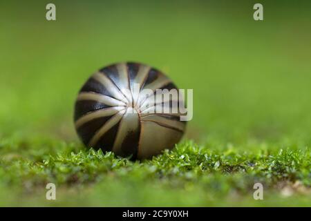 Pill Milliipede curled in a ball, Amboli, India Stock Photo