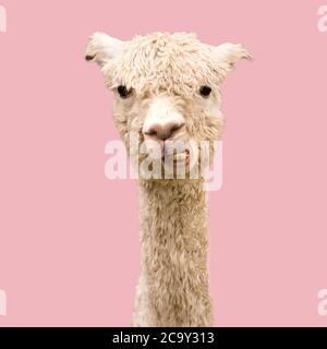 Funny alpaca on pink background Stock Photo
