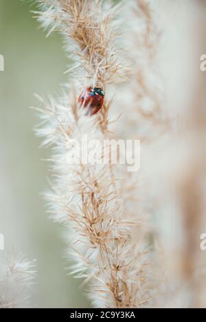 Red spotted ladybug on a branch of fluffy dry grass. Selective focus macro shot with shallow DOF Stock Photo