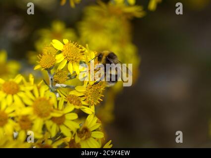 A White-tailed Bumble Bee collects pollen and nectar from the flowers of a Common Ragwort which assists with the plants pollination.