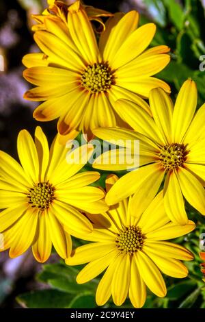 Yellow Osteospermum Akila Sunset Shades hardy perennial flowers Stock Photo