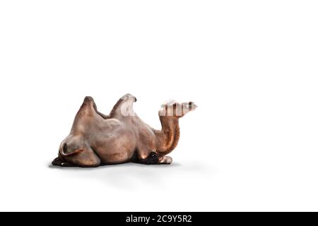 Camel sitting down on a white background. Stock Photo