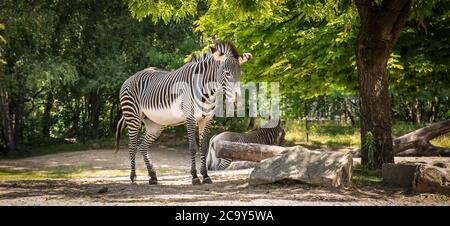 Beautiful zebra in nature. Stock Photo