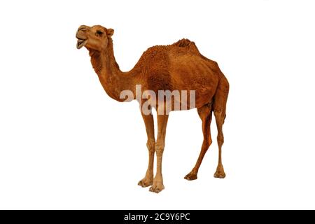 Camel isolated on the white background Stock Photo