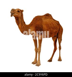 Camel isolated on the white background Stock Photo