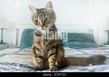 domestic shorthair cat on the bed Stock Photo