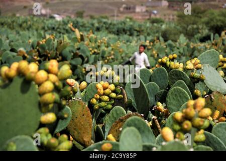 (200803) -- SANAA, Aug. 3, 2020 (Xinhua) -- A farmer collects prickly pear fruits at a farm on the outskirts of Sanaa, Yemen, July 21, 2020. TO GO WITH 'Feature: Prickly pear fruit in Yemen provides livelihoods despite war, blockade' (Photo by Mohammed Mohammed/Xinhua) Stock Photo