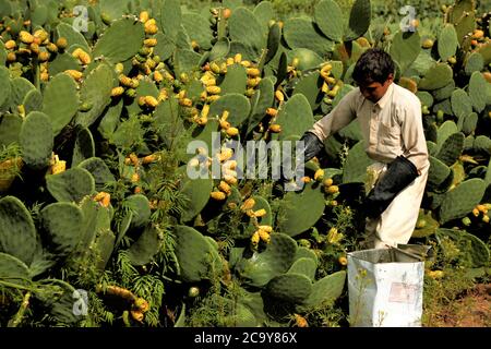 (200803) -- SANAA, Aug. 3, 2020 (Xinhua) -- A farmer collects prickly pear fruits at a farm on the outskirts of Sanaa, Yemen, July 21, 2020. TO GO WITH 'Feature: Prickly pear fruit in Yemen provides livelihoods despite war, blockade' (Photo by Mohammed Mohammed/Xinhua) Stock Photo