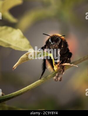 A buff-tailed bumblebee gathering pollen on a chilli plant, looking towards the camera. Stock Photo