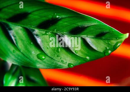 close up leaf of a houseplant Calathea concinna Freddie with sunlit red stripey background. Water droplets. Vibrant and bold red and green colours Stock Photo