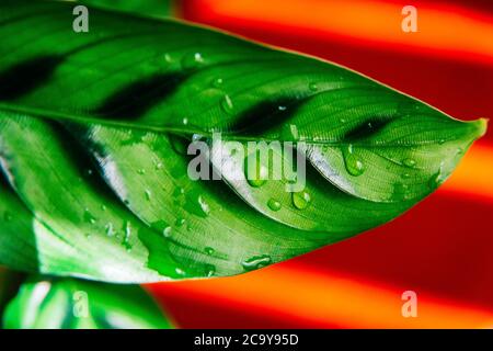 close up leaf of a houseplant Calathea concinna Freddie with sunlit red stripey background. Water droplets. Vibrant and bold red and green colours Stock Photo