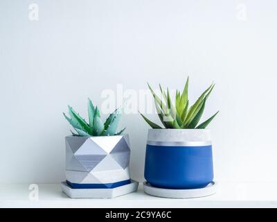 Green succulent plants in modern geometric concrete planters on white shelf isolated on white wall background. Two beautiful blue and silver colour pa Stock Photo