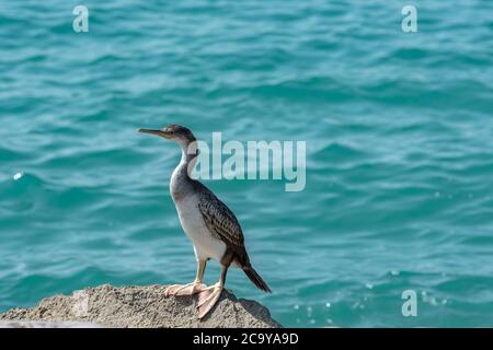 Bird on the beach in Sitges in summer 2020. Stock Photo