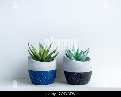 Green succulent plants in modern geometric concrete planters on white shelf isolated on white wall background. Two beautiful black and blue colour and Stock Photo