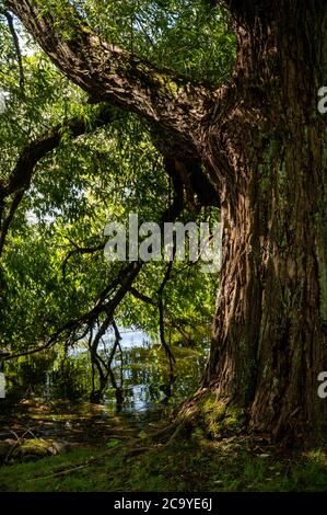 Helsinki / Finland - July 30, 2020: Closeup of an old tree growing right next to the shoreline. Stock Photo