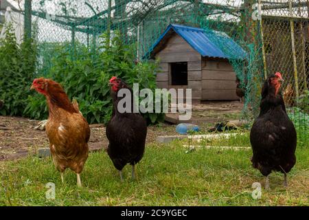 Three chickens in an enclosure in a farmyard with a small wooden hen house behind them in a close up low angle view Stock Photo