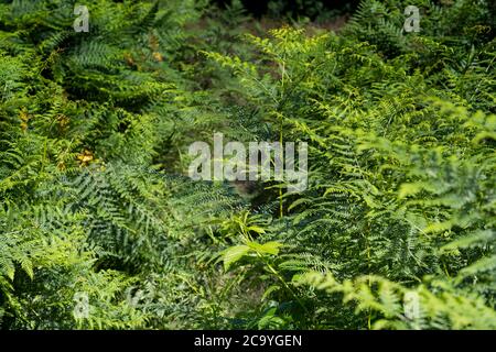 Beautiful royal ferns as background Stock Photo