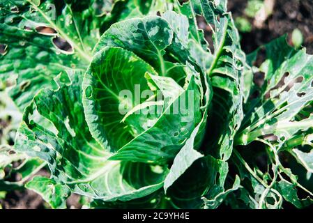 a cabbage in a vegetable patch or allotment that has been eaten and damaged by snails and sugs Stock Photo