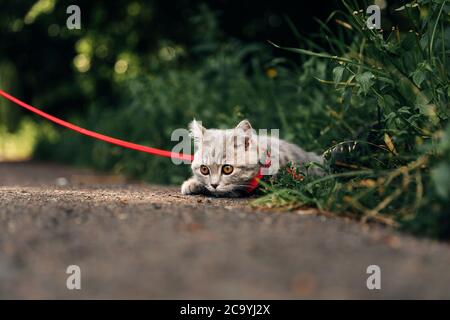 Four-month-old Scottish Straight kitten walks on the grass in summer on a leash. High quality photo Stock Photo