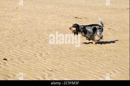My beautiful blue roan and tan show cocker spaniel running on a golden sandy beach Stock Photo
